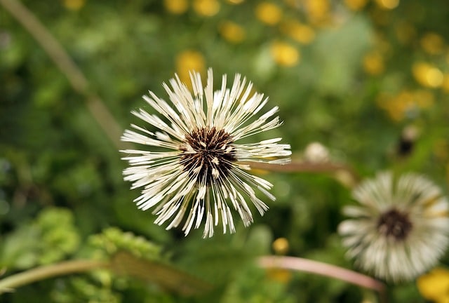 dandelion