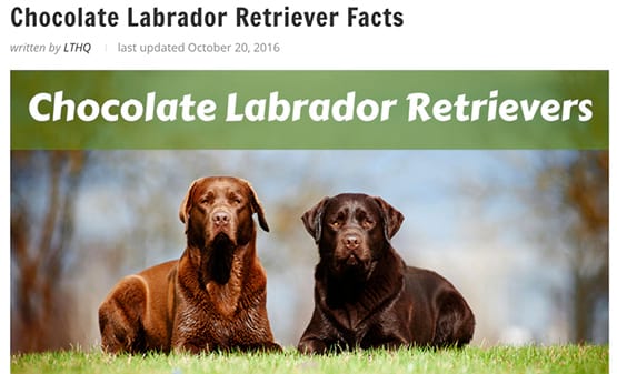 chó labrador có màu sô-cô-la