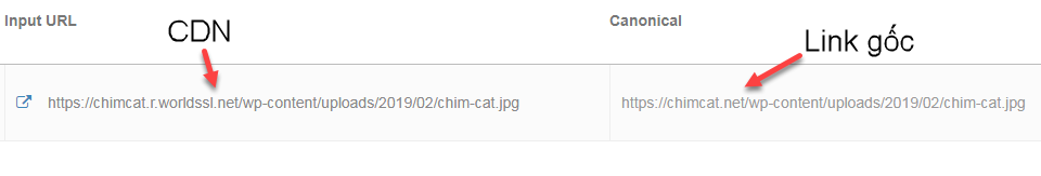 kiểm tra thẻ canonical của CDN