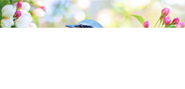 ảnh baseline đang trong quá trình tải