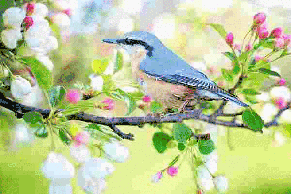 ảnh động tải kiểu progressive