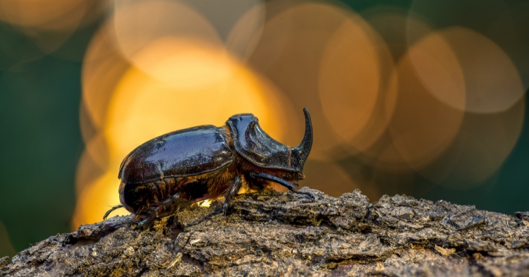 Bộ cánh cứng tê giác, loài khỏe thứ 2 thế giới